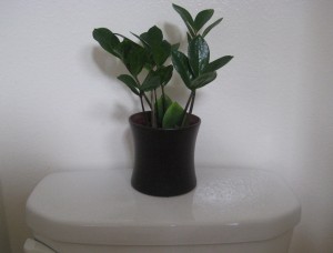 Feng Shui toilet. Upward growing plant counter-acts downward energy flow.